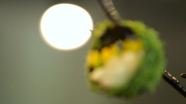 Gourmet dessert dish decorated with flowers and green herbs