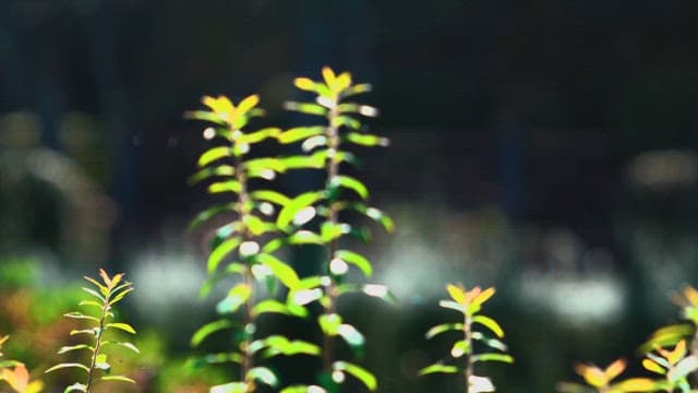 Small Leaves Receiving Midday Sunlight