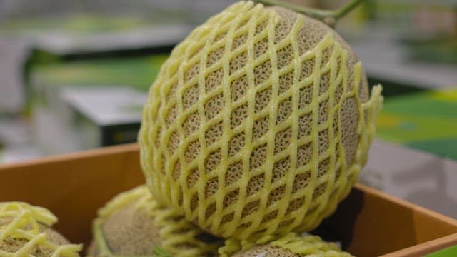 Melons in protective netting in a box