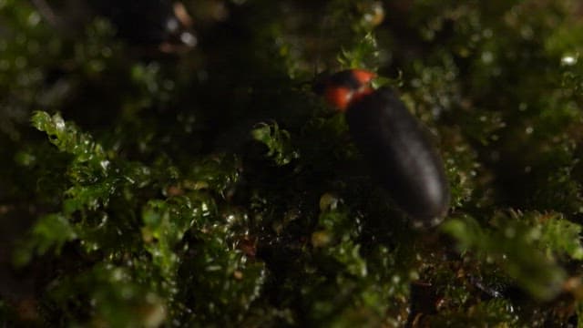 Fireflies crawling over moss at night