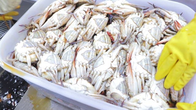 People Working in the Kitchen to Make Soy Sauce Marinated Crab 