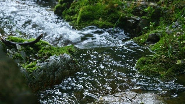 Tranquil forest stream flowing over moss-covered rocks