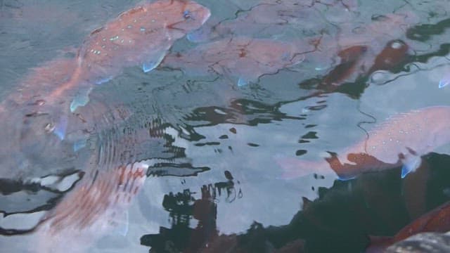 Orange fish swimming in a fish farm