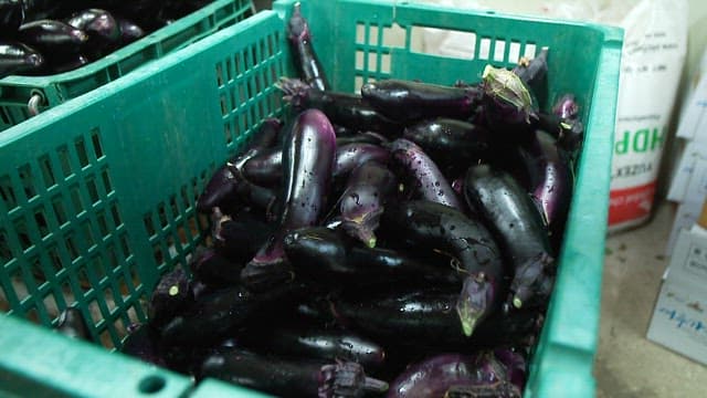 Fresh eggplants in a green crate