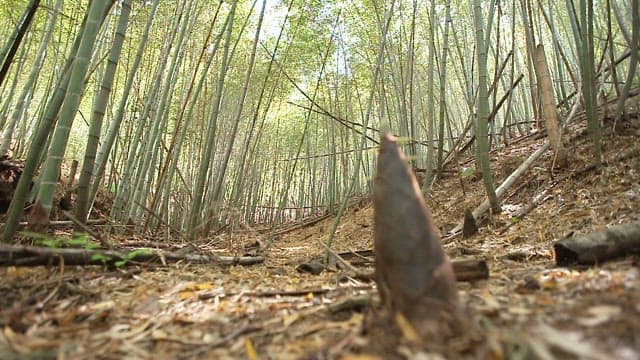 Bamboo shoots growing in a bamboo forest in sunlight