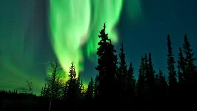 Aurora glowing in the night sky above the trees in a quiet forest