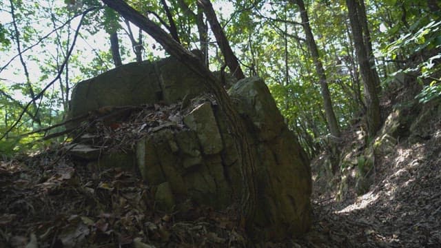 Close-up View of Forest Rocks and Foliage