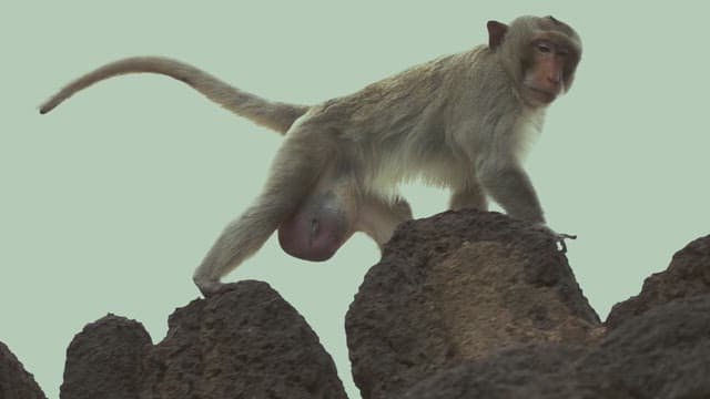 Monkey Cautiously Moving Across Stone Structure in Daylight