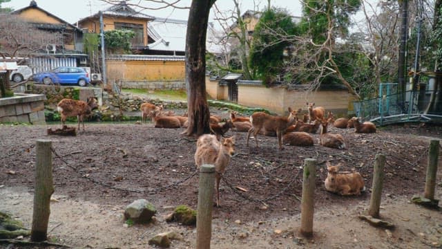 Herd of deer resting within a fence in a park