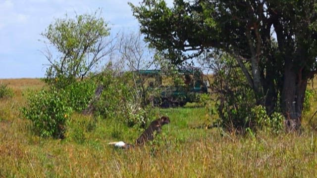 Safari Vehicle Observing Wild Animals