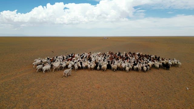 Herd of sheep and goats in a vast desert