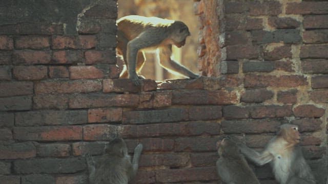 Monkeys Fighting on a Stone Structure in Ancient Temple