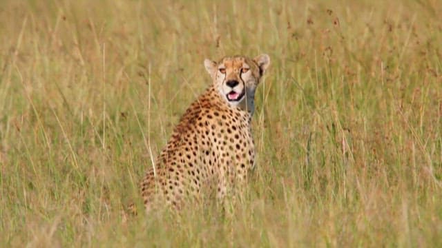 Cheetah Alert in the Savanna Grassland
