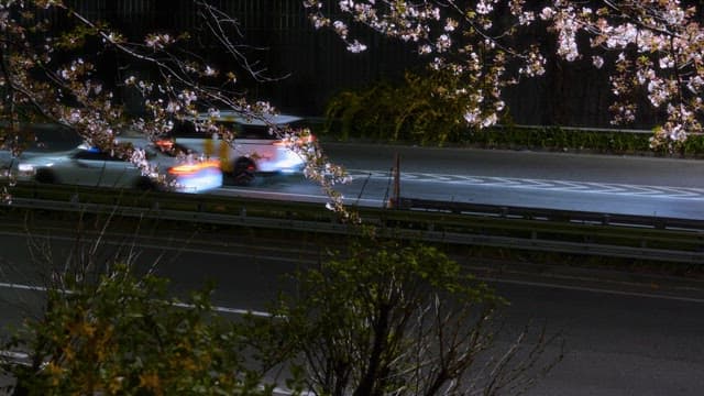 Road with cherry blossoms in bloom at night