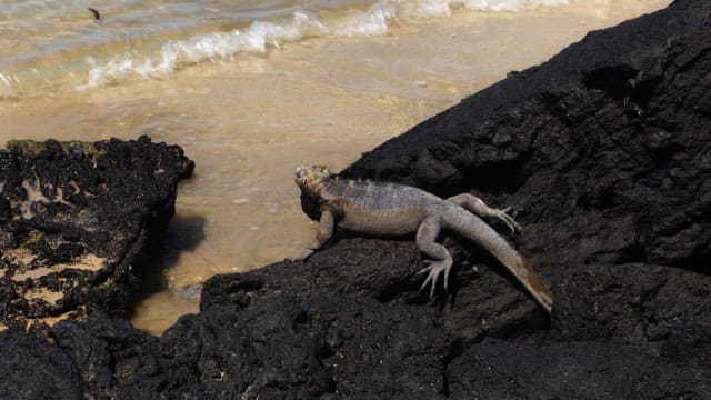 Iguana Crawling on Rocky Shore by Sea