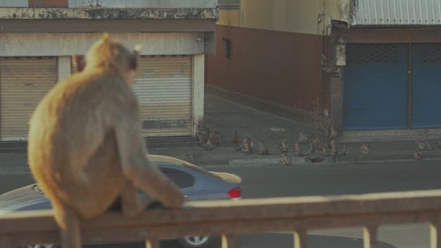 Monkey Sitting on a Railing While Observing a Busy Street and Other Monkeys
