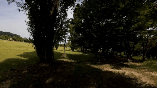 Vast grassy field with tall trees
