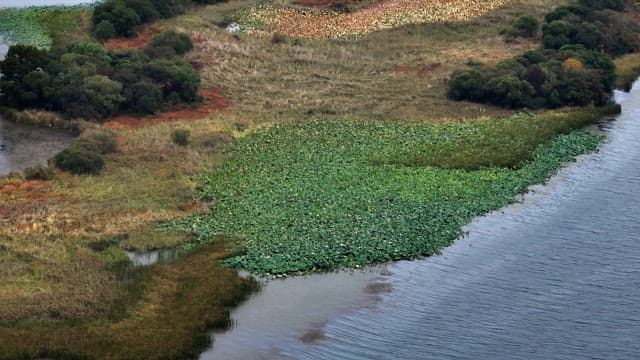 Lush wetland with diverse vegetation