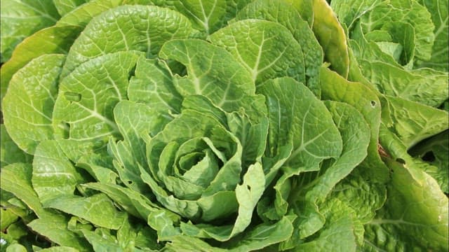 Fresh spring cabbage growing in a field