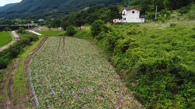 Idyllic Scenery of Green Farmland and Country Houses