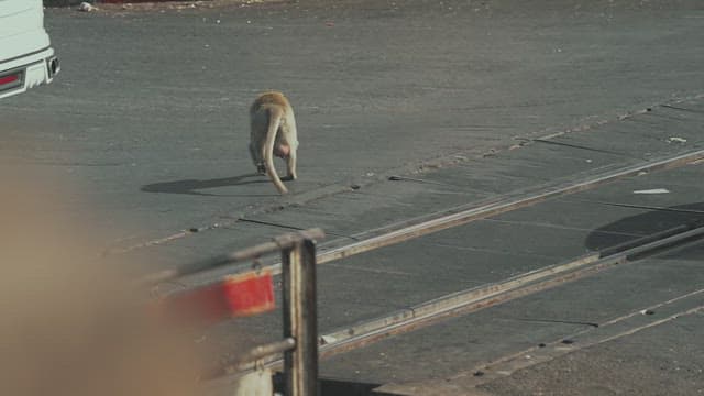 Monkey Crossing a Busy Street Surrounded by Vehicles