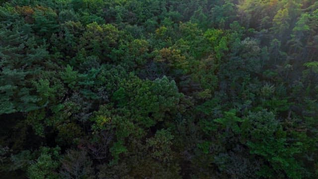 Serene beach with a forest backdrop