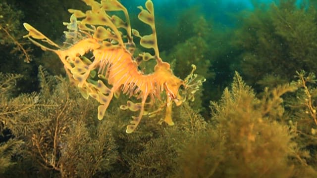 Leafy Seadragon Swimming Through Seaweed
