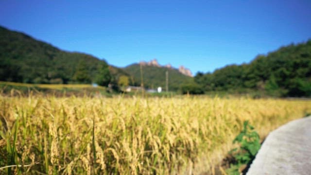 Yellow rice field set against the mountains under the blue sky
