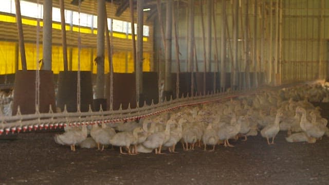 Ducks in a large industrial barn during the day