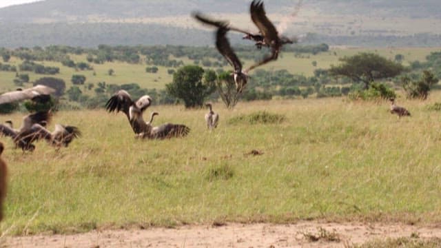Predators Coexist in the Grasslands