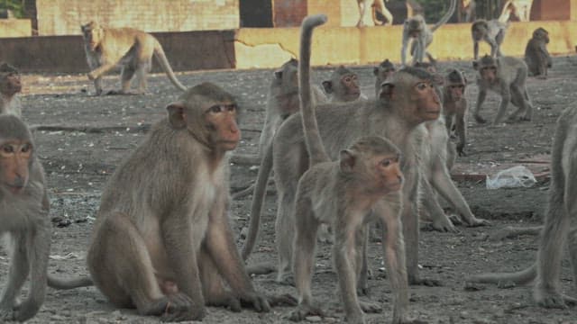 Monkeys Sitting Together on the Dirt Floor