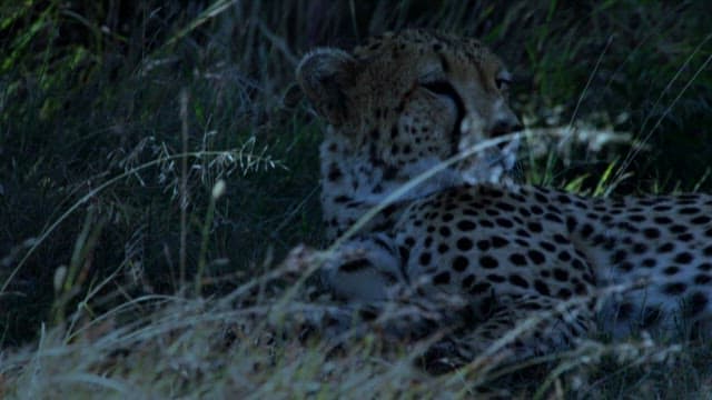 Resting Cheetah in the Grass at Twilight