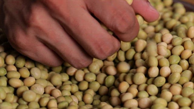 Hand sorting green soybeans