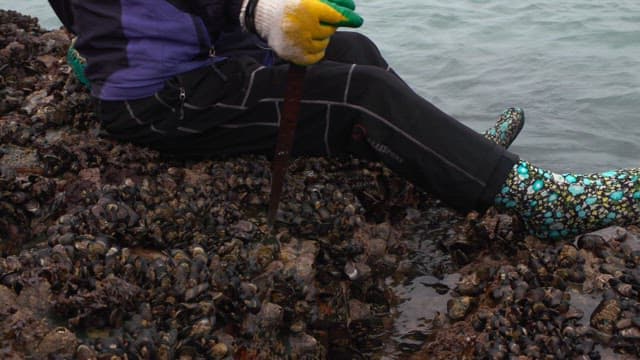 Fresh mussels being picked with gloved hands from under a rock
