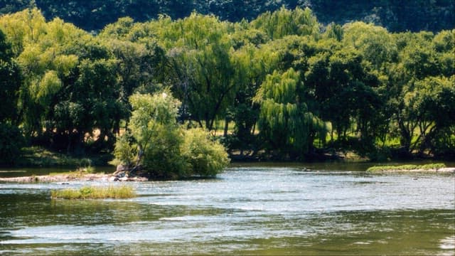 Serene River Surrounded by Lush Trees