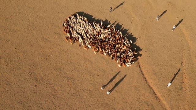 Herd of sheep and goats on a vast open field