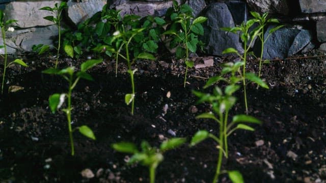 Young plants growing steadily in a garden patch