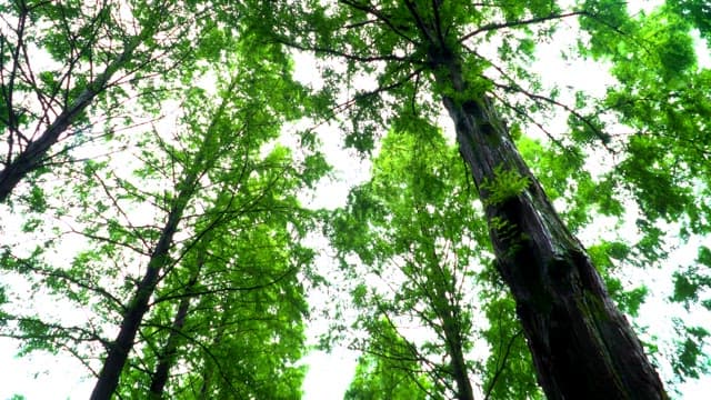 Forest path with tall trees in a green forest