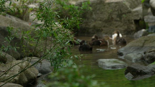 ducks swimming in a small river