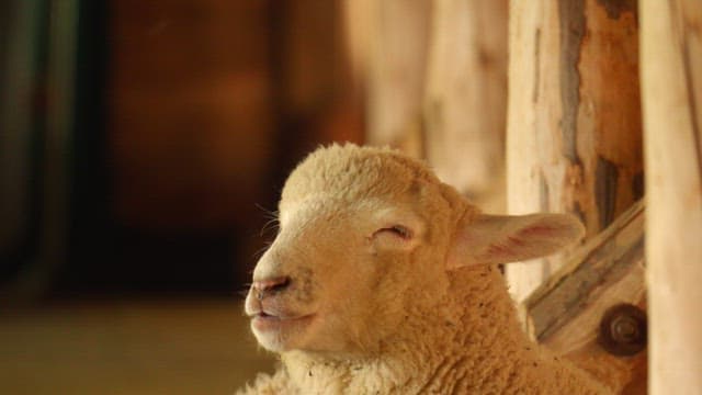 Sheep resting and feeding inside a rustic wooden barn on a farm