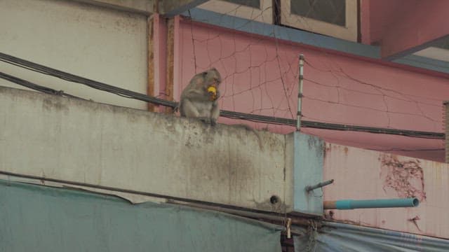Monkeys Walking along the Ledge of a Weathered Building