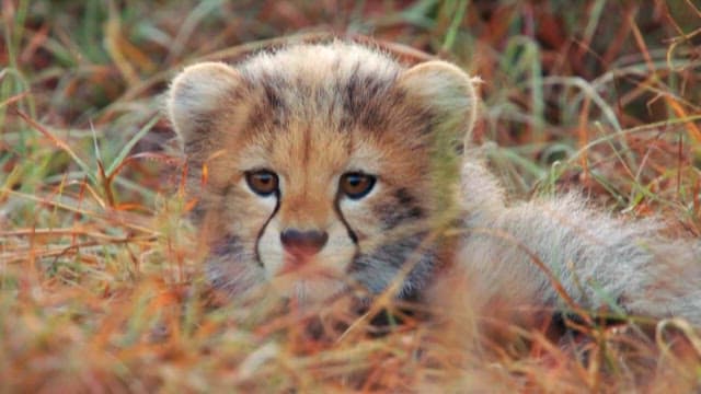 Cheetah Cub Hiding in the Grass