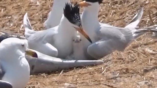 Terns protecting their young offspring in their natural habitat