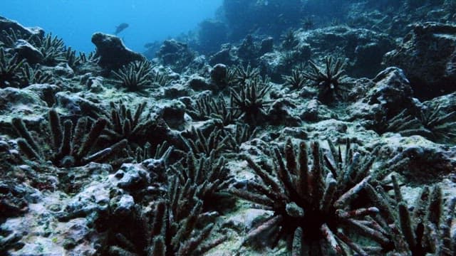 Underwater Sea Life in a Coral Reef