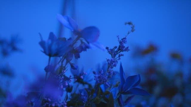 Flowers In the Blue of the Evening
