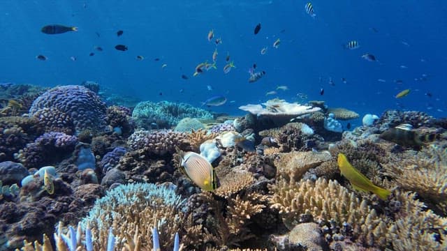 Colorful fish swimming among coral reefs