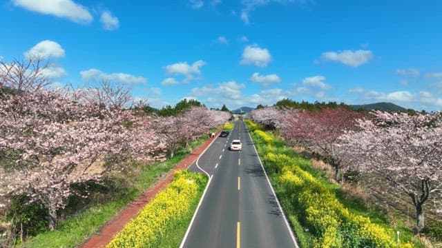Scenic road lined with cherry blossoms