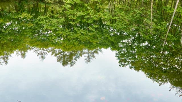 Reflection of a green forest in a calm pond