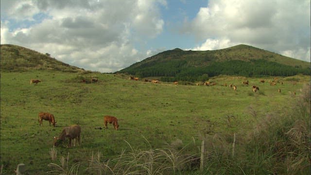 Cattle Grazing on a Green Hillside