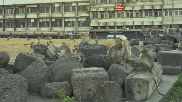 Monkeys Resting on Stone Structures in Urban Areas